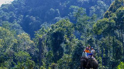 【純玩版納5天】<曼聽(tīng)公園 勐泐文化園 野象谷 原始森林公園 南糯山 總佛寺 告莊西雙景 星光夜>