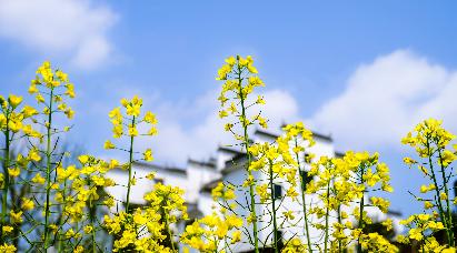 【享玩婺源】<婺源篁嶺、三清山、南昌四日高鐵團(tuán)>