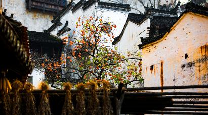 【秋日婺語-曬秋季】<婺源篁嶺曬秋、偉人故里江灣古鎮(zhèn)、小橋流水人家李坑、景德鎮(zhèn)五天高鐵團(tuán)>