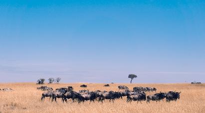 【尼羅河的低語(yǔ)】<埃及游輪10天>乘坐海南航空公司，全程直航，特別包含開(kāi)羅阿斯旺內(nèi)陸航班！