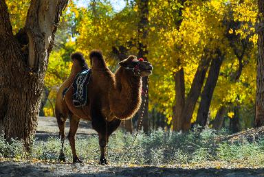 景點(diǎn)：八道橋胡楊