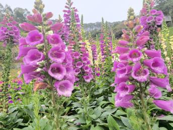 【標(biāo)準(zhǔn)團(tuán)】<龍門(mén)盛花谷景區(qū)/田園小火車(chē)、南昆山國(guó)家森林公園、入住《南昆山竹溪山境溫泉酒店》2天>